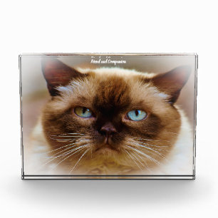 British Shorthair Cat Photo Block