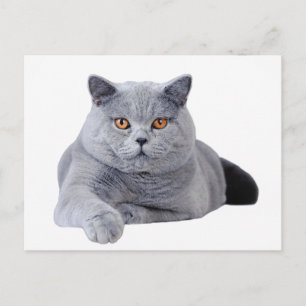 British shorthair cat postcard