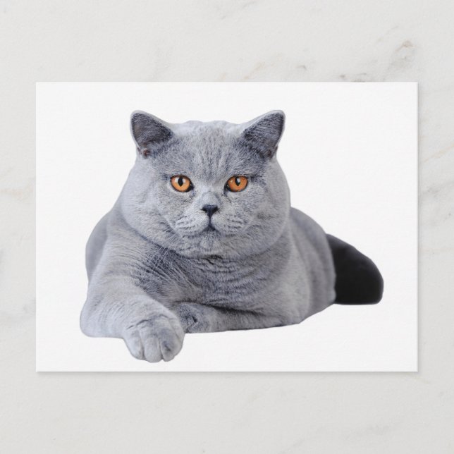 British shorthair cat postcard (Front)