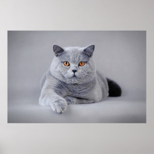 British shorthair cat poster