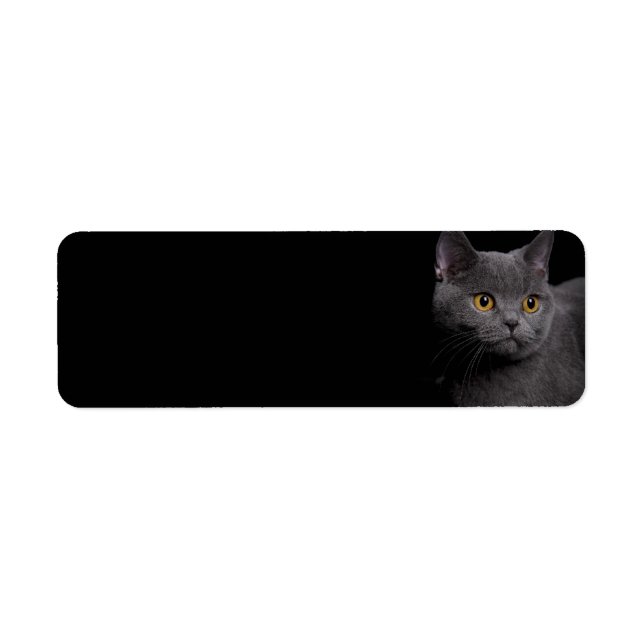 British Shorthair Cat Return Address Label (Front)