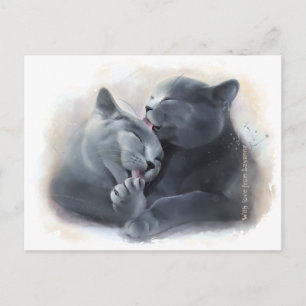British Shorthair cats Postcard