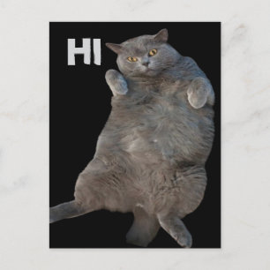 British Shorthair Fat Cat Laying on Back Postcard