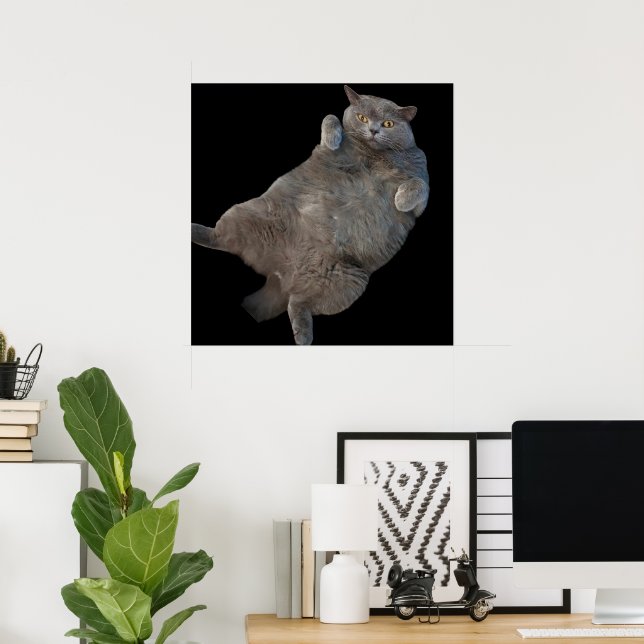 British Shorthair Fat Cat Laying on Back Poster (Home Office)