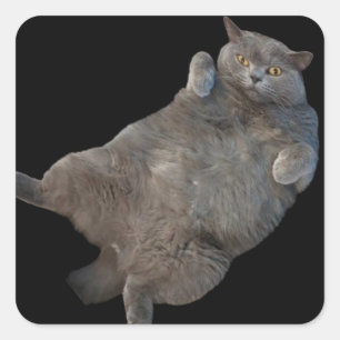 British Shorthair Fat Cat Laying on Back Square Sticker