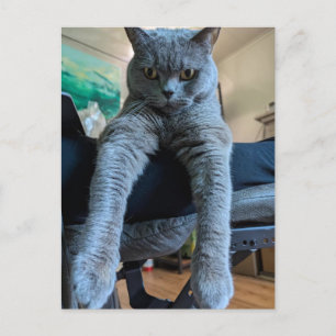 British Shorthair Grey Cat Kitty Laying Hanging Postcard