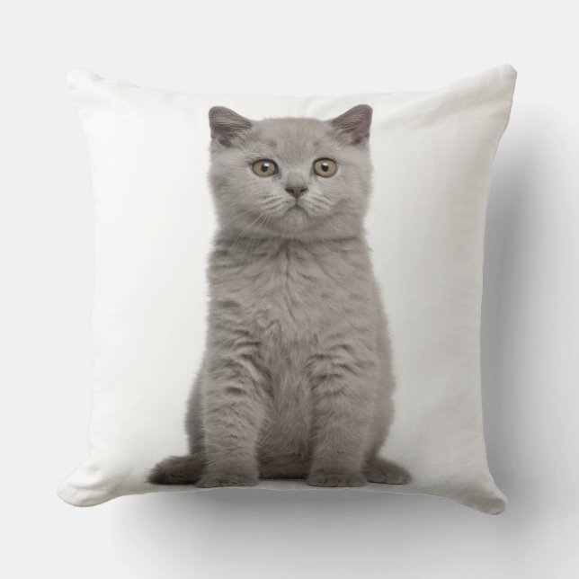 British Shorthair Kitten (10 weeks old) 2 Cushion (Front)
