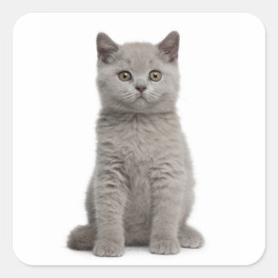 British Shorthair Kitten (10 weeks old) 2 Square Sticker