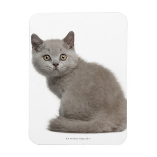 British Shorthair Kitten 10 Weeks Old Magnet