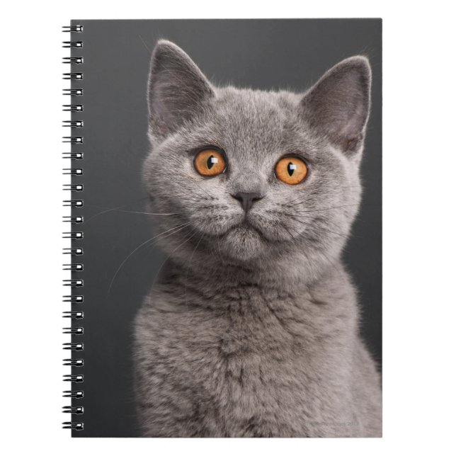 British Shorthair kitten (3 months old) Spiral Notebook (Front)