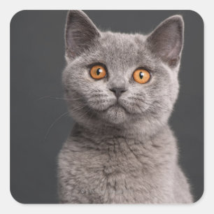 British Shorthair kitten (3 months old) Square Sticker