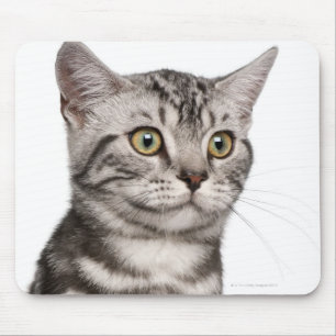 British Shorthair kitten (4 months old) Mouse Pad