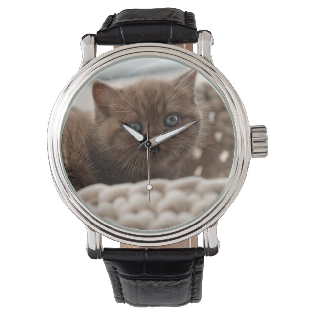 British shorthair, Kitten, Cat Watch (Front)