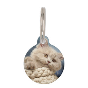 British shorthair, Kitten, Pet Tag