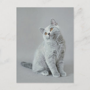 British shorthair kitten postcard