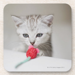British shorthair kitten smelling toy mouse coaster