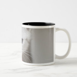 British shorthair kitten smelling toy mouse Two-Tone coffee mug