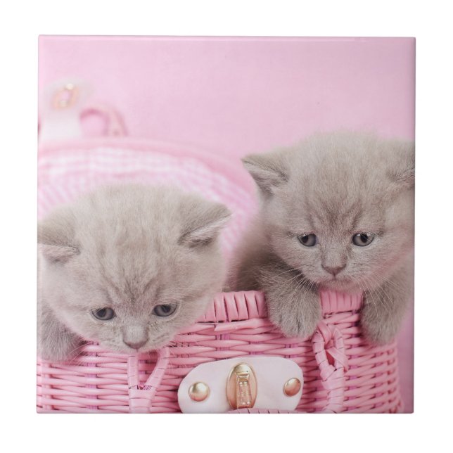 British shorthair kittens tile (Front)