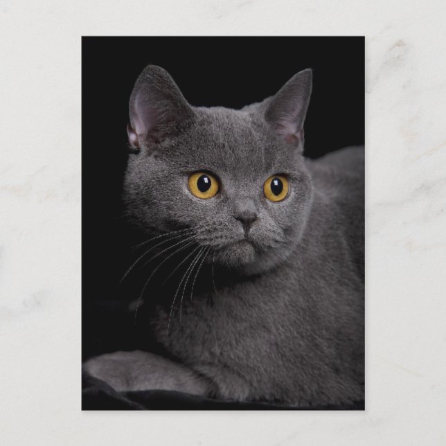 British Shorthair Postcard (Front)