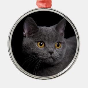 British Shorthair Premium Ornament