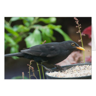 British Songbirds: male blackbird