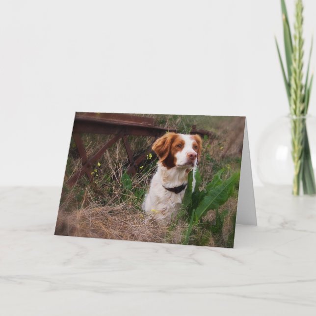 Brittany Blank Card (Front)