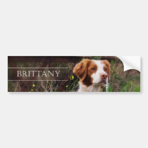 Brittany Bumper Sticker