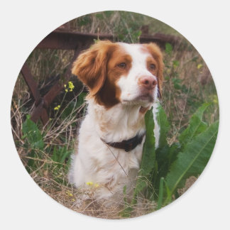 Brittany Classic Round Sticker