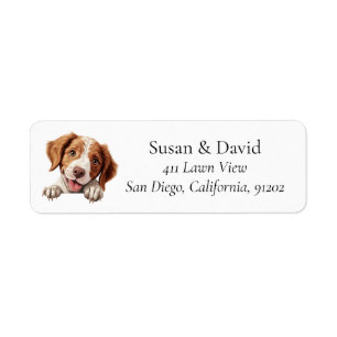 Brittany Dog Breed Pet Lovers