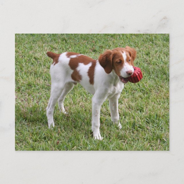 Brittany Pup "Rusty" Postcard (Front)