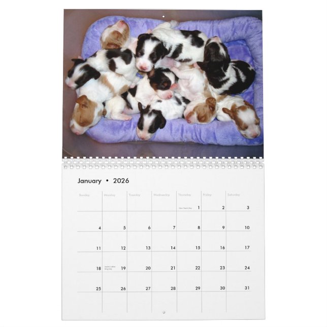 Brittany Puppies 2010 Calendar (Jan 2026)