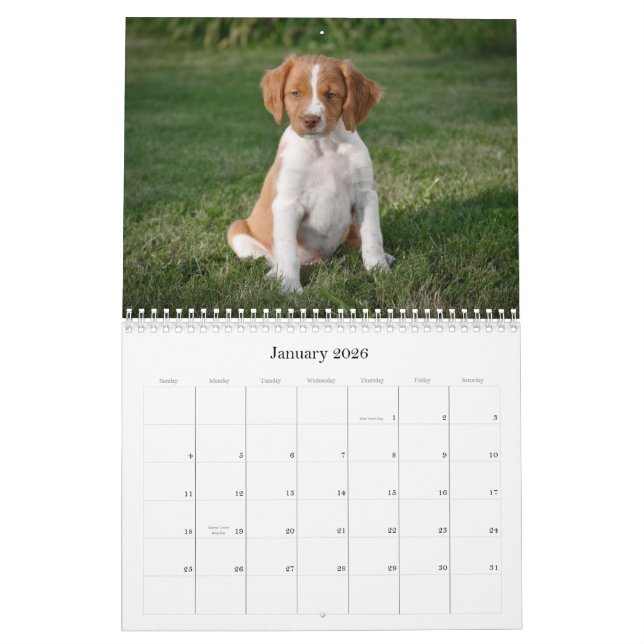 Brittany Puppies Calendar (Jan 2026)