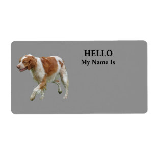 Brittany Spaniel