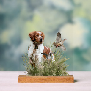 Brittany Spaniel Acrylic Sign