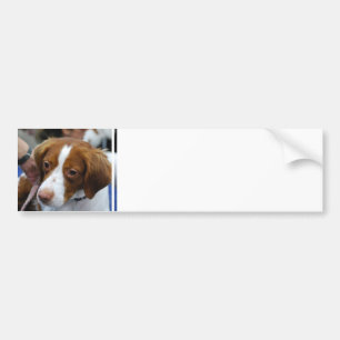 Brittany Spaniel Bumper Sticker