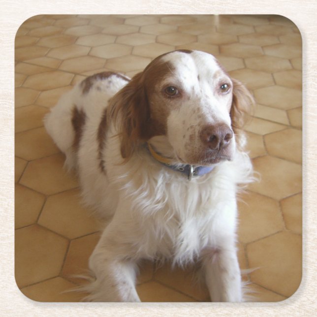 brittany spaniel laying square paper coaster (Front)