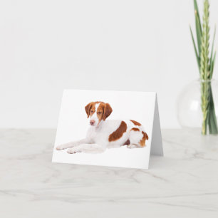 Brittany Spaniel Puppy Dog Blank Note Card