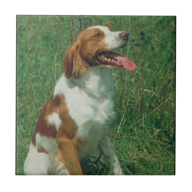 Brittany Spaniel Tile (Front)