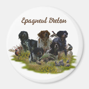 Brittany Spaniels, Bird Hunting Magnet