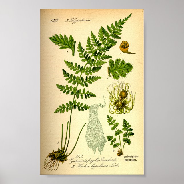 Brittle Bladder Fern (Cystopteris fragilis) Poster (Front)