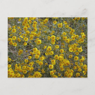 Brittlebush Post Card