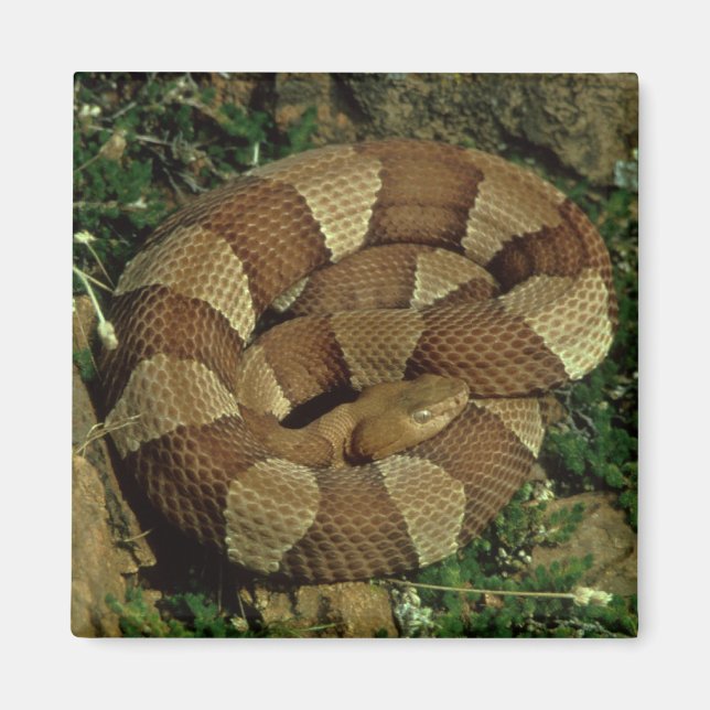 broad-banded copperhead snake fridge magnet (Front)