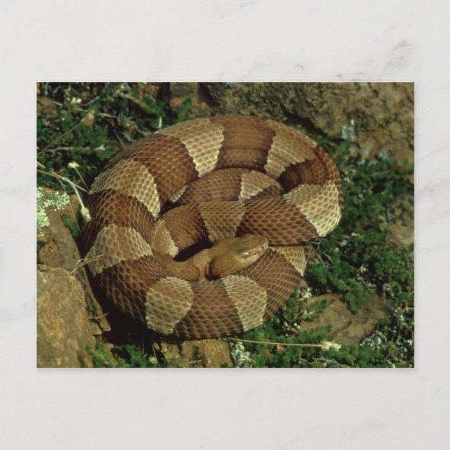 broad-banded copperhead snake postcard (Front)