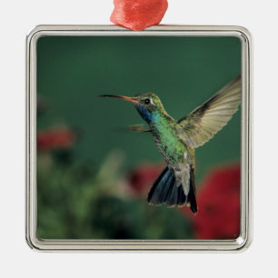 Broad-billed Hummingbird, Cynanthus Metal Tree Decoration
