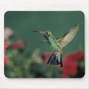 Broad-billed Hummingbird, Cynanthus Mouse Pad