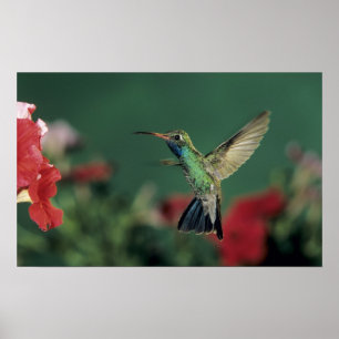 Broad-billed Hummingbird, Cynanthus Poster