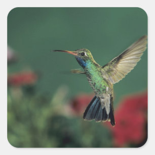 Broad-billed Hummingbird, Cynanthus Square Sticker