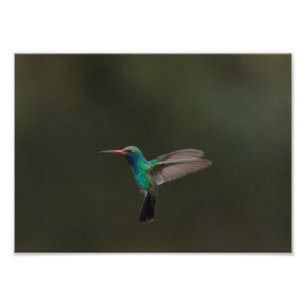 Broad-billed hummingbird in flight photo print