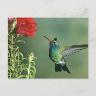 Broad-billed hummingbird male postcard