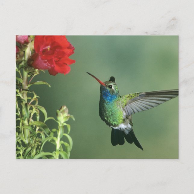 Broad-billed hummingbird male postcard (Front)